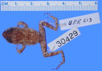 Media type: image; Herpetology A-30429